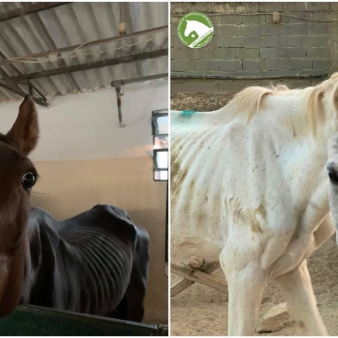 Η περιπέτεια δύο αλόγων