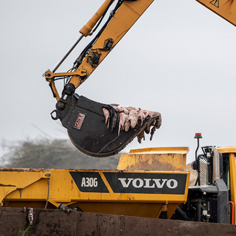 Δανία - Covid-19: Μαζική θανάτωση εκατομμυρίων μινκ