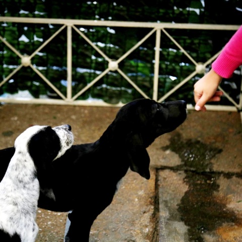 Αδέσποτα σκυλιά