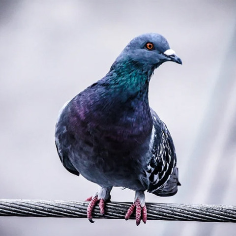 ΑΡΧΕΙΟ - Περιστέρι 