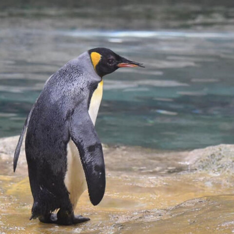 Η «γιαγιά», ο γηραιότερος αυτοκρατορικός πιγκουίνος, πέθανε σε ηλικία 46 ετών στον Ζωολογικό Κήπο του Βούπερταλ στη Γερμανία