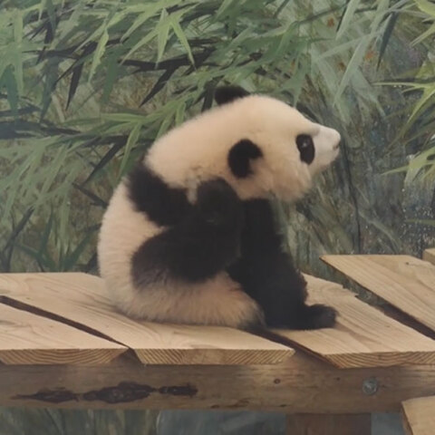 O Φαν Σινγκ, το πρώτο γιγαντιαίο Πάντα που γεννήθηκε στην Ολλανδία