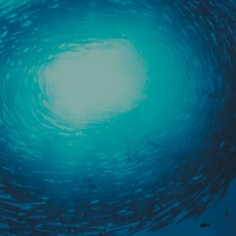 Fish Guide από το WWF