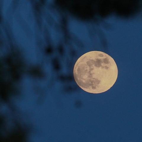 Πανσέληνος