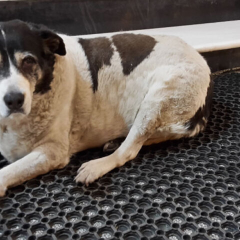 Υπέρβαρος αδέσποτος σκύλος στη Θεσσαλονίκη