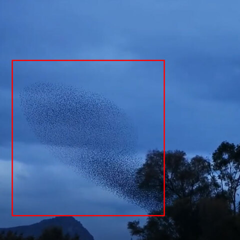 Ψαρόνια στο Ναύπλιο: Ο εκπληκτικός χορός των πουλιών στον ουρανό