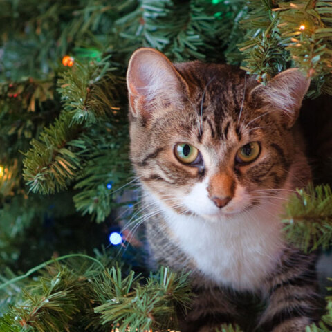 Γάτα σκαρφαλωμένη μέσα σε χριστουγεννιάτικο δέντρο