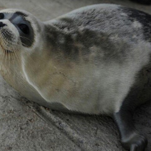 Φώκια της Κασπίας Θάλασσας