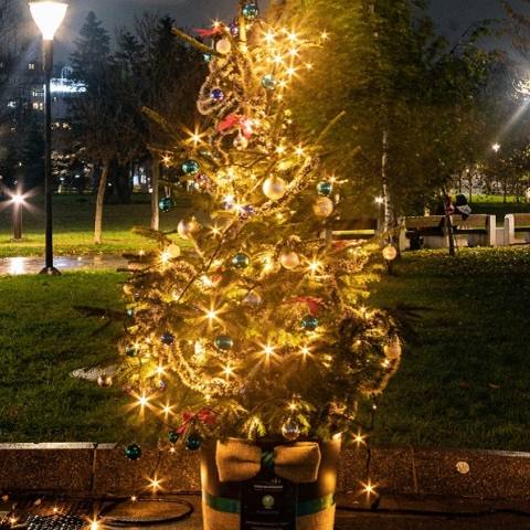 Χριστουγεννιάτικο δέντρο