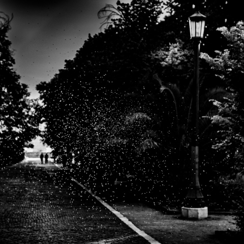 Πεδίον του Άρεως