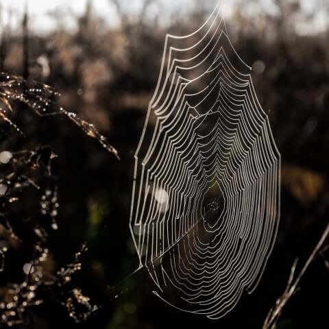 Ιστός αράχνης