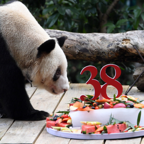 Tο γηραιότερο γιγαντιαίο πάντα του κόσμο