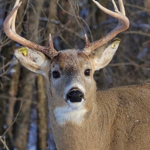 Ο Carrot μετά την αφαίρεση του βέλους