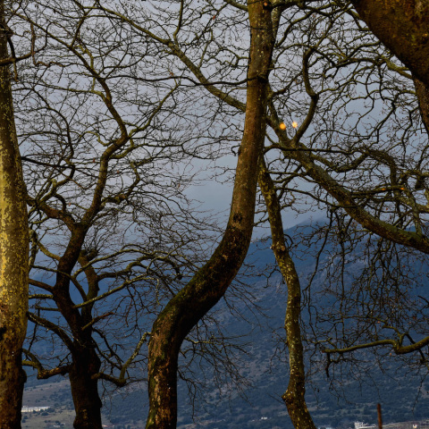 Ιωάννινα: Χαιρέτα μου τον πλάτανο