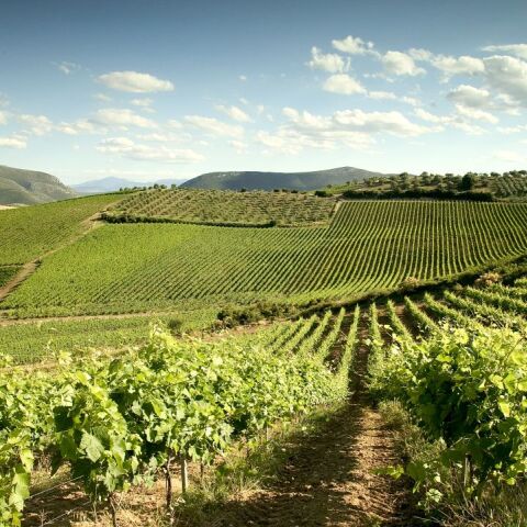 Οι αμπελώνες του Κτήματος Χατζημιχάλη
