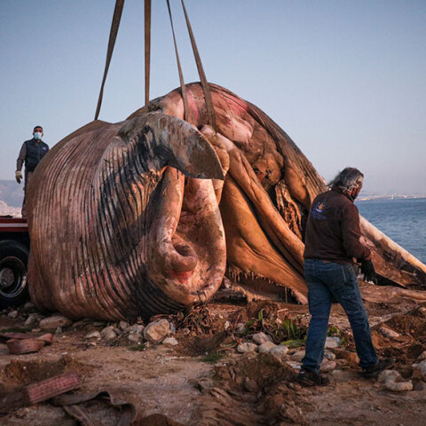 Νεκρή φάλαινα στον Πειραιά - Μεταφέρεται με γερανοφόρο όχημα