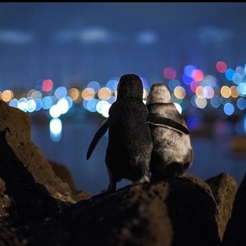 Η αγκαλιά των πιγκουίνων στη Μελβούρνη