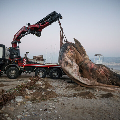 Νεκρή φάλαινα στον Πειραιά απομακρύνεται από γερανοφόρο όχημα
