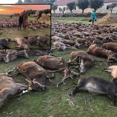 Νεκρά ελάφια στην Πορτογαλία μετά τη μαζική σφαγή από κυνηγούς