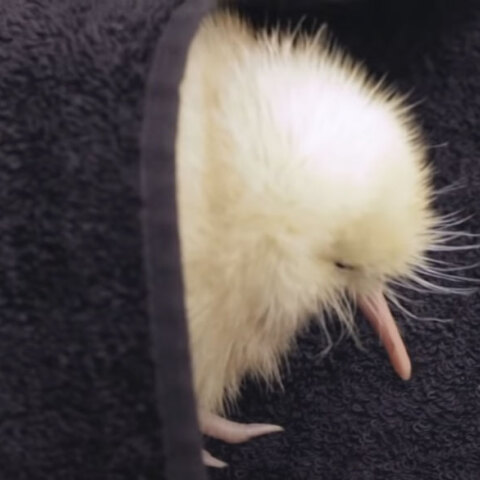 Manukura, το σπάνιο λευκό κίβι στη Νέα Ζηλανδία