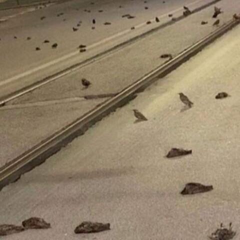 Πουλιά νεκρά στη Ρώμη