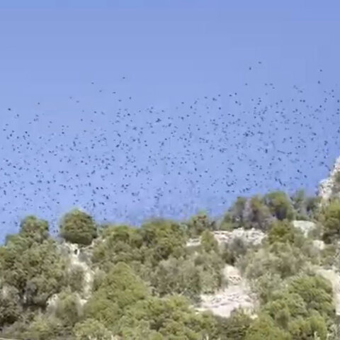 Αποδημητικά πουλιά στον Κορινθιακό Κόλπο