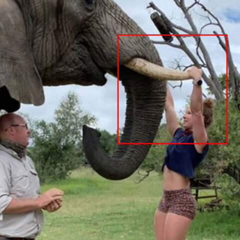 Γυμναστική στηριζόμενη στους χαυλιόδοντες ελέφαντα κάνει η γυμνάστρια Έμμα Ρόμπερτς στη Νότια Αφρική, προκαλώντας σάλο