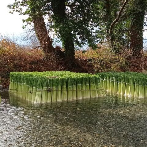 Τα πλωτά πράσα στη Δωροθέα Αλμωπίας