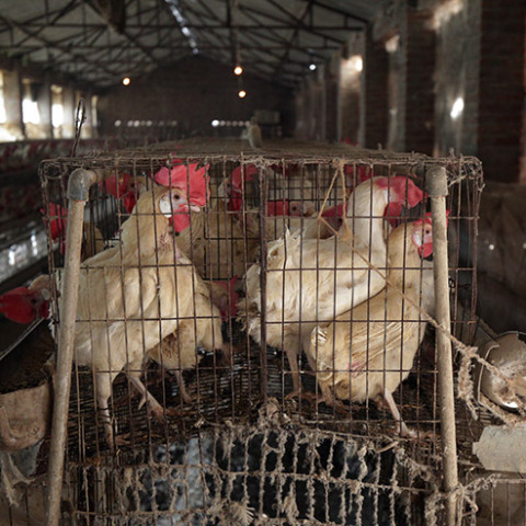 Πουλερικά - Γρίπη των πτηνών