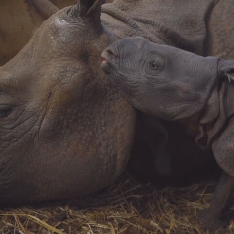 Στην Πολωνία γεννήθηκε σπάνιος ινδικός ρινόκερος για πρώτη φορά τα τελευταία 155 χρόνια