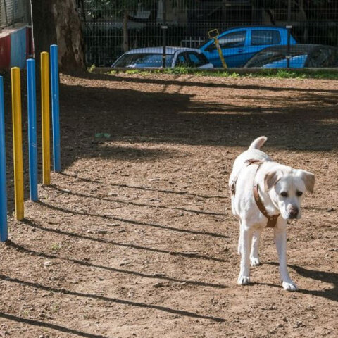 Νέα Σμύρνη: Στην πλατεία Δεξαμενής το πρώτο πάρκο αποκλειστικά για σκύλους
