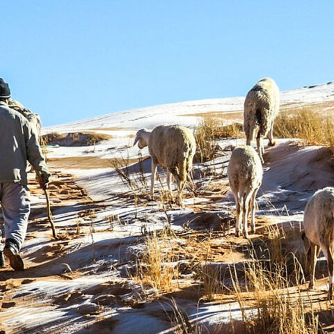 Χιόνι κάλυψε αμμόλοφους στην Αλγερία, με βοσκό να βγάζει τα πρόβατά του κοντά στην πόλη Άιν Σέφρα