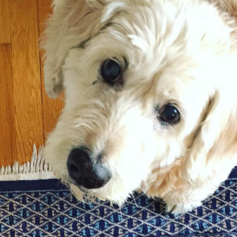 Ο σκύλος του Δημήτρη Παπαδόπουλου, Άλφι