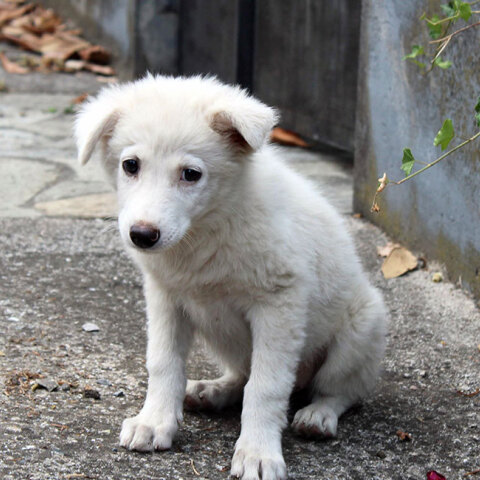 Αδέσποτο σκυλί