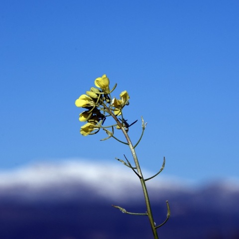 Χιόνια στην Αργολίδα