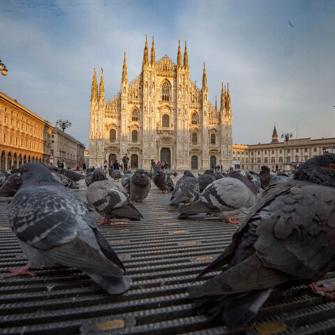 Κορωνοϊός στην Ιταλία: Περιστέρια στην Piazza del Duomo με φόντο τον Καθεδρικό της πόλης