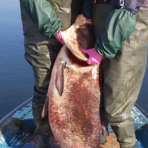 Λίμνη Βόλβη - Θεσσαλονίκη: Ψάρι - γίγας, με βάρος 85 κιλά, έπιασαν δύο αδέλφια
