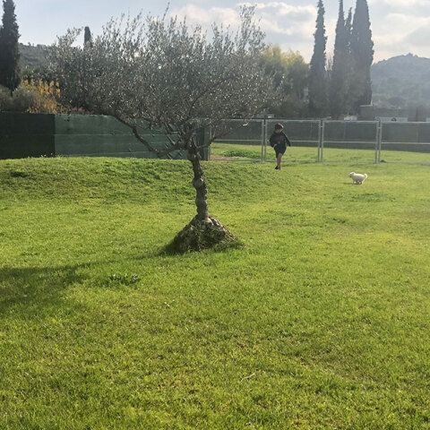 Pallini Kennels Dog Park