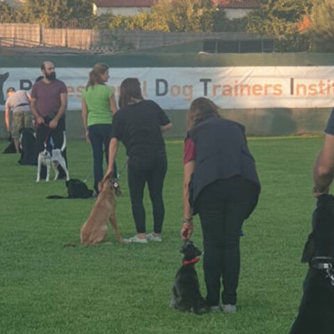Professional Dog Trainers Institute