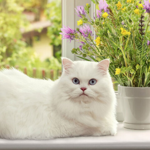 Γάτα μπροστά από το παράθυρο