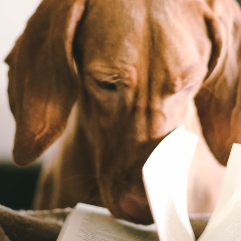 Σκύλος που παίζει με βιβλίο