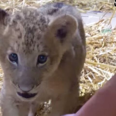 Το μικρό λιονταράκι, ο Σίμπα