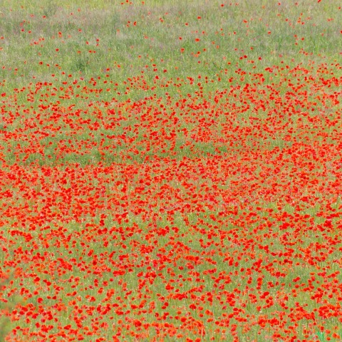 field-of-poppies-4477073_1280.jpg