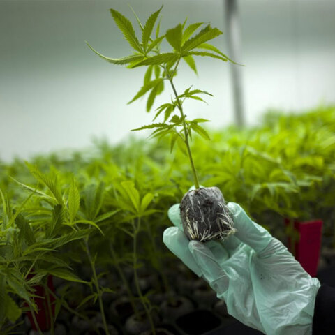 Φαρμακευτική κάνναβη: Επί τάπητος το θέμα στο Υπουργικό Συμβούλιο (ΦΩΤΟ ΑΡΧΕΙΟΥ)