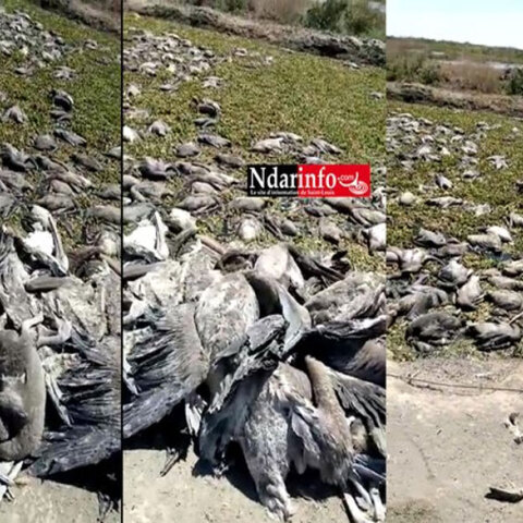 Σενεγάλη: Εκατοντάδες νεκροί πελεκάνοι στο καταφύγιο άγριων πτηνών Djoudj