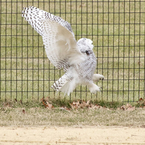 Η σπάνια λευκή κουκουβάγια στο Central Park