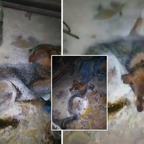 Σιβηρία: Με το θερμόμετρο να δείχνει -54 βαθμούς Κελσίου μια σκυλίτσα εγκλωβίστηκε στους πάγους στη Γιακουτία