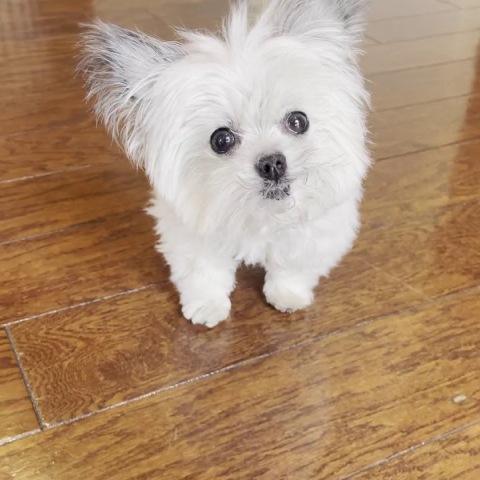 Norbert, ο σκύλος θεραπευτής