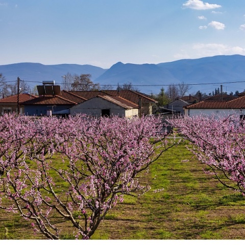 Ανθισμένες ροδακινιές