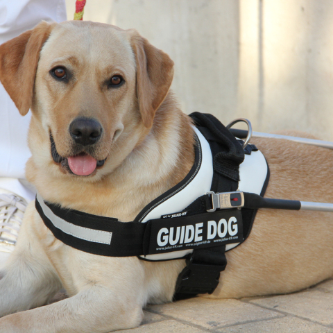 Η ΧΕΛΛΑΦΑΡΜ A.E. στηρίζει σταθερά το κέντρο «Σκύλοι Οδηγοί Ελλάδος»